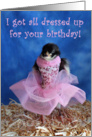 Birthday - Baby Chick in Pink Dress card