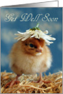 Get Well - Baby Isa Brown Chick with Daisy Hat card