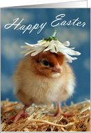 Easter - Baby Chick