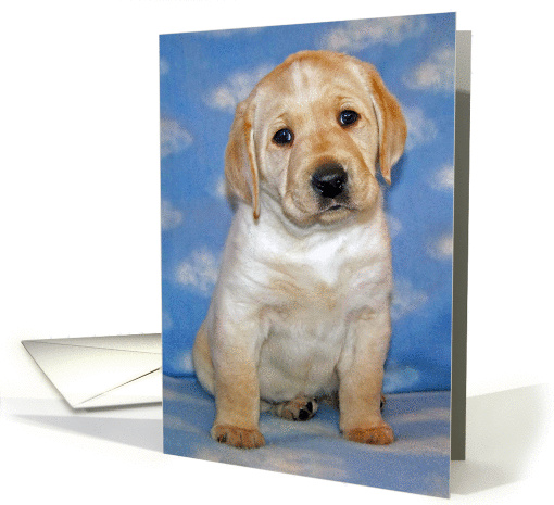 Yellow Labrador Retriever Puppy on Blue background with... (1056527)