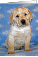 Yellow Labrador Retriever Puppy on Blue background with white clouds card