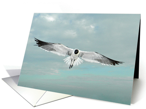 Seagull Flying in Beautiful Blue Sky with White Puffy... (1103114)