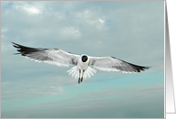 Seagull Flying in Beautiful Blue Sky with White Puffy Clouds and Ocean card