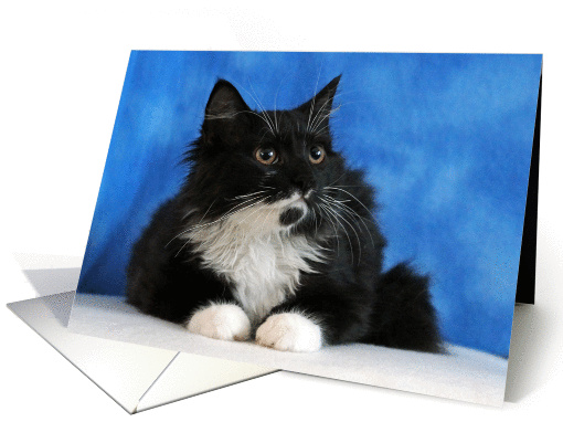 Happy Birthday Cute Fluffy Black and White Rescue Kitty card (1217202)