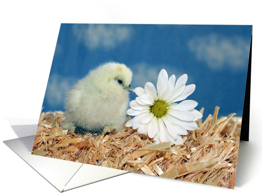 Mother's Day - Baby Chick with Daisy card (923572)