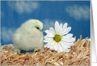 Mother’s Day - Baby Chick with Daisy card