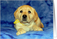 I’m Sorry / Second Chance - Yellow Labrador Retriever Puppy card