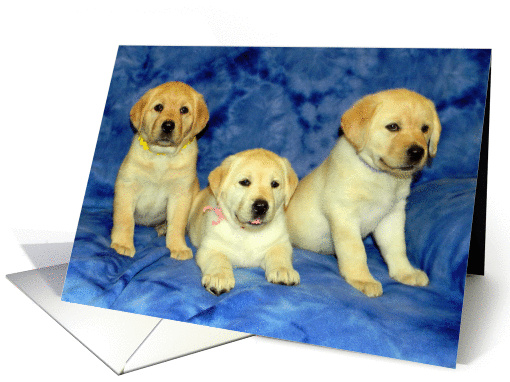 Happy Father's Day - Yellow Labrador Retriever Puppy card (925731)