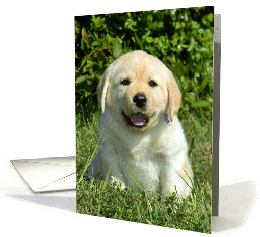 Happy Birthday - Yellow Labrador Retriever Puppy card (925904)