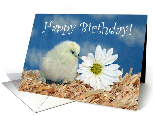 Happy Birthday - White Silkie Chick and Daisy Flower card (927129)