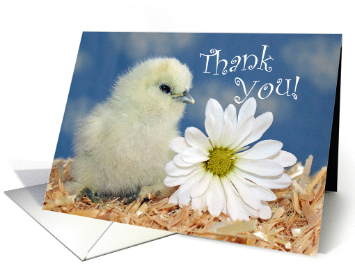 Thank You - White Silkie Chick and Daisy Flower card (928173)