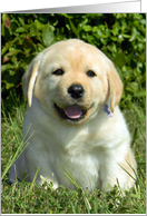 New Puppy Congratulations - Yellow Labrador Retriever Puppy card