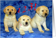 Happy Third Birthday - Three Yellow Labrador Retriever Puppies card