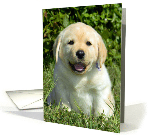 I'm Hungry / Let's Have Lunch - Yellow Labrador Retriever Puppy card