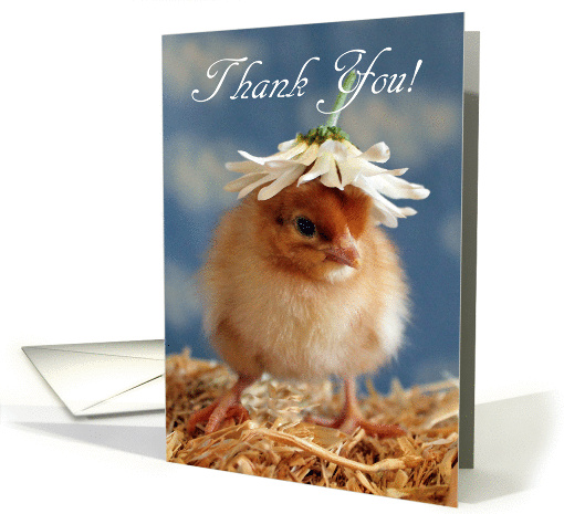 Thank You - Isa Brown Baby Chick with Daisy Hat card (928534)