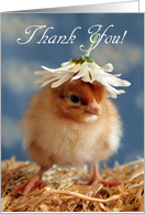 Thank You - Isa Brown Baby Chick with Daisy Hat card