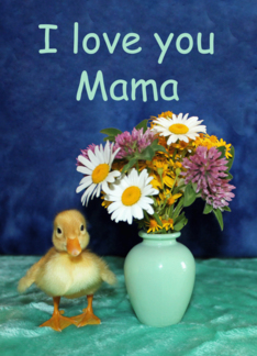 I Love You Mama -...