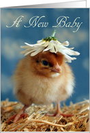 A New Baby - Isa Brown Chick with Daisy Hat card
