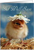 Get Well - Baby Isa Brown Chick with Daisy Hat card