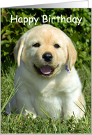 Happy 19th Birthday - Yellow Labrador Retriever Puppy card