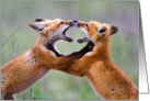Red fox kits nose to nose card