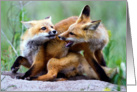 Red fox kits at play card