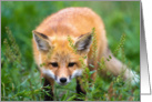 Red fox kit hiding in the grass card