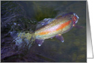 Trout in water 3 card