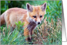 Runt of the litter - Red Fox Kit card