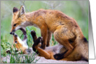 Who’s on top? - Red Fox Kit card