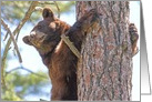 Black bear in Pine tree card