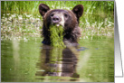 Black bear in pond card