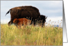 Bison cow and calf card