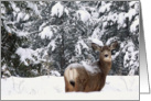 Mule Deer in snow card