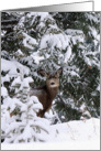 Mule Deer in snow portrait card