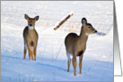 White-tailed deer fawns in the snow card