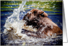 Black Bear splashing in pond card