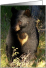 Black Bear or Sun Bear card