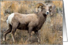 Bighorn Ram in western Montana card