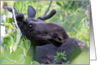 Moose in velvet card