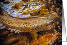 Brown Trout card