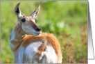 Pronghorn in summer card