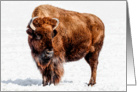 Bison in winter card