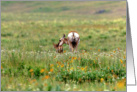 Antelope doe and fawn card