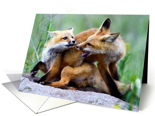 Red fox kits at play card (1016269)