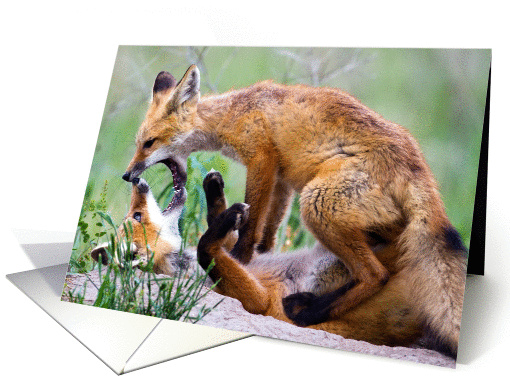 Who's on top? - Red Fox Kit card (1121948)