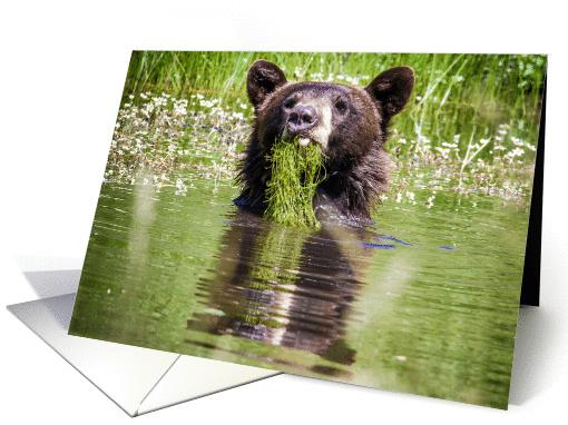 Black bear in pond card (1152294)