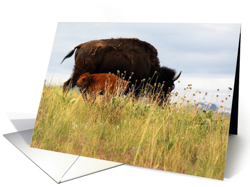 Bison cow and calf card (1163022)