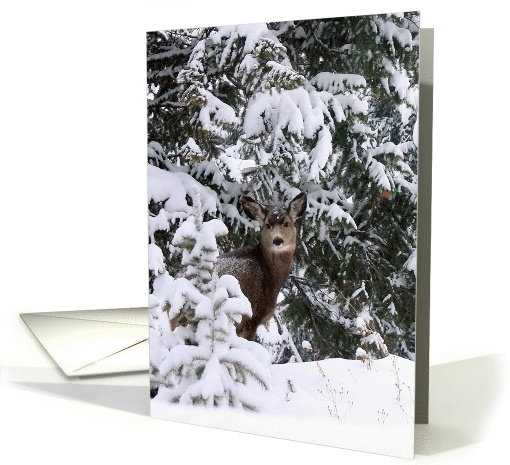 Mule Deer in snow portrait card (1195910)