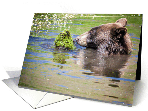 Black Bear in pond card (1251942)